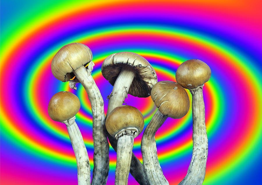 грибы не героин
