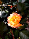 🖼