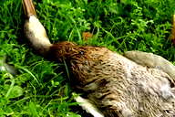 🖼