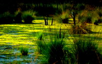 🖼