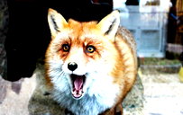 🖼