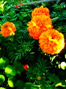 🖼