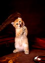 🖼