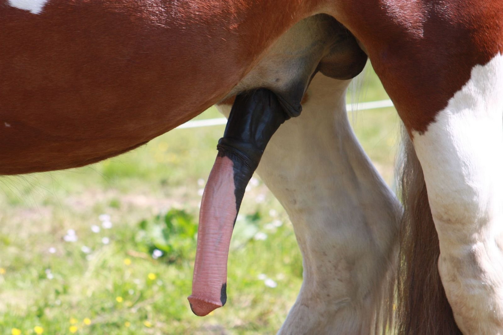 лошадь кончает спермой фото 68
