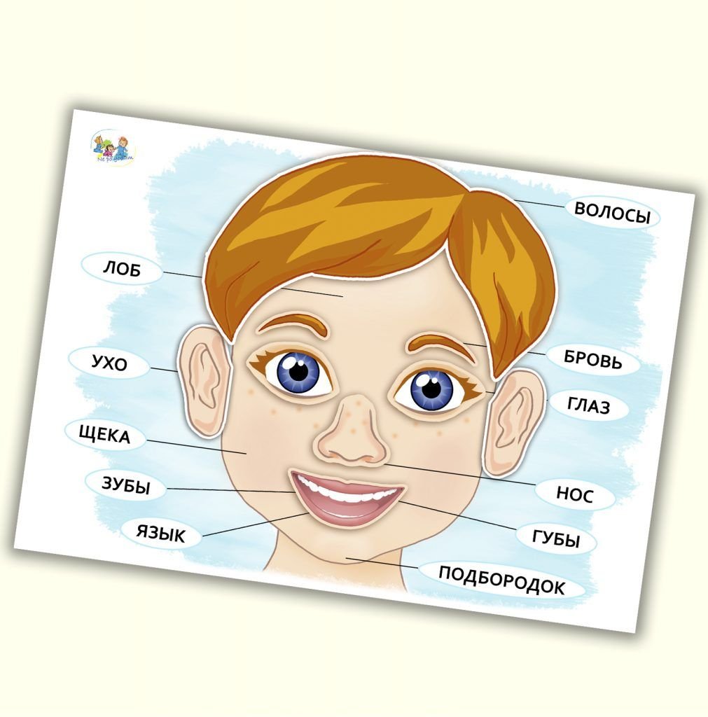 Нос рот голова уши. Лицо человека для детей. Части лица для детей. Части лица человека названия для дошкольников. Части лица карточки для детей.