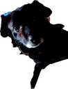 🖼