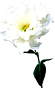 🖼