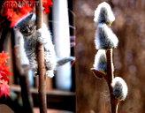 🖼