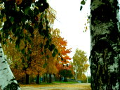 🖼