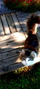 🖼