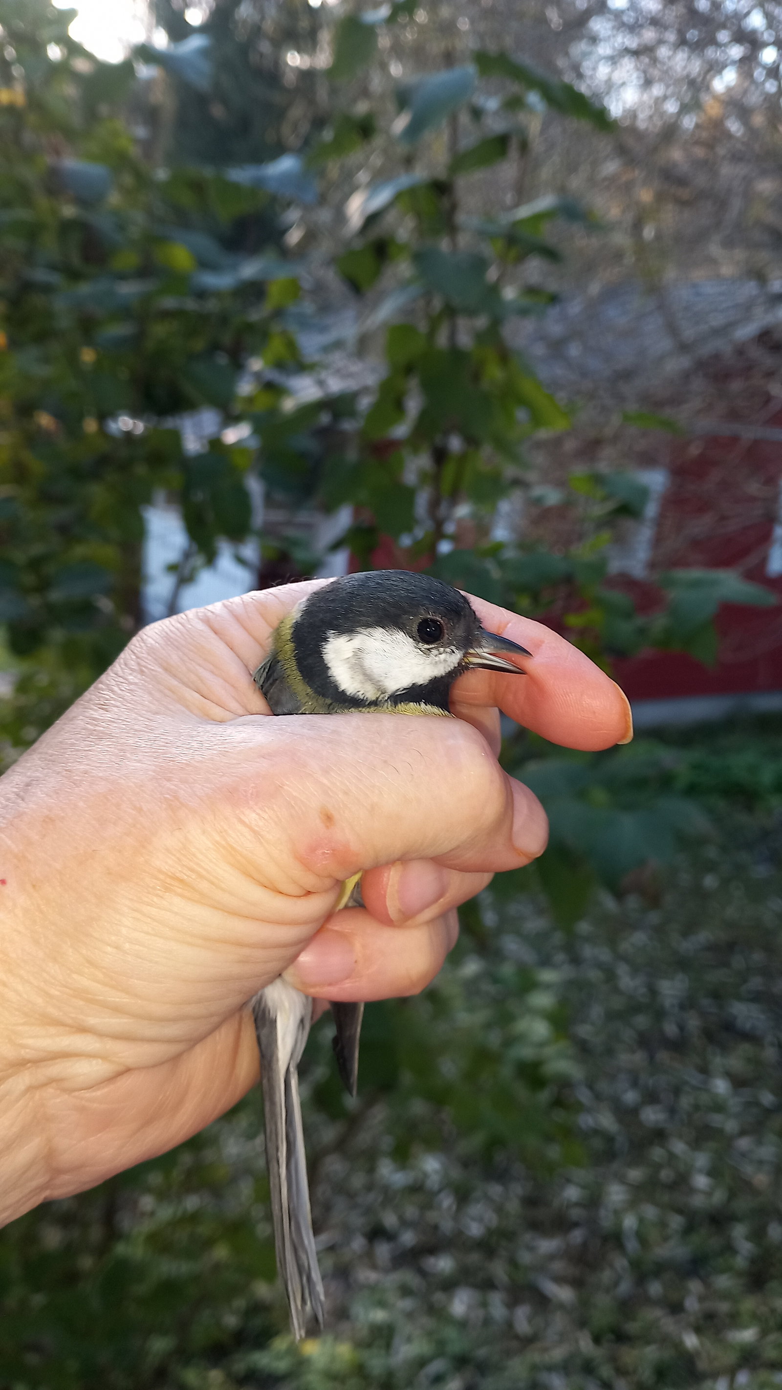 синица в руке... Или поглядываете еще на журавля в небе? — Спрашивалка