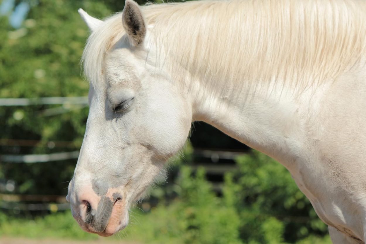 Лошадь с закрытыми глазами