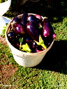 🖼