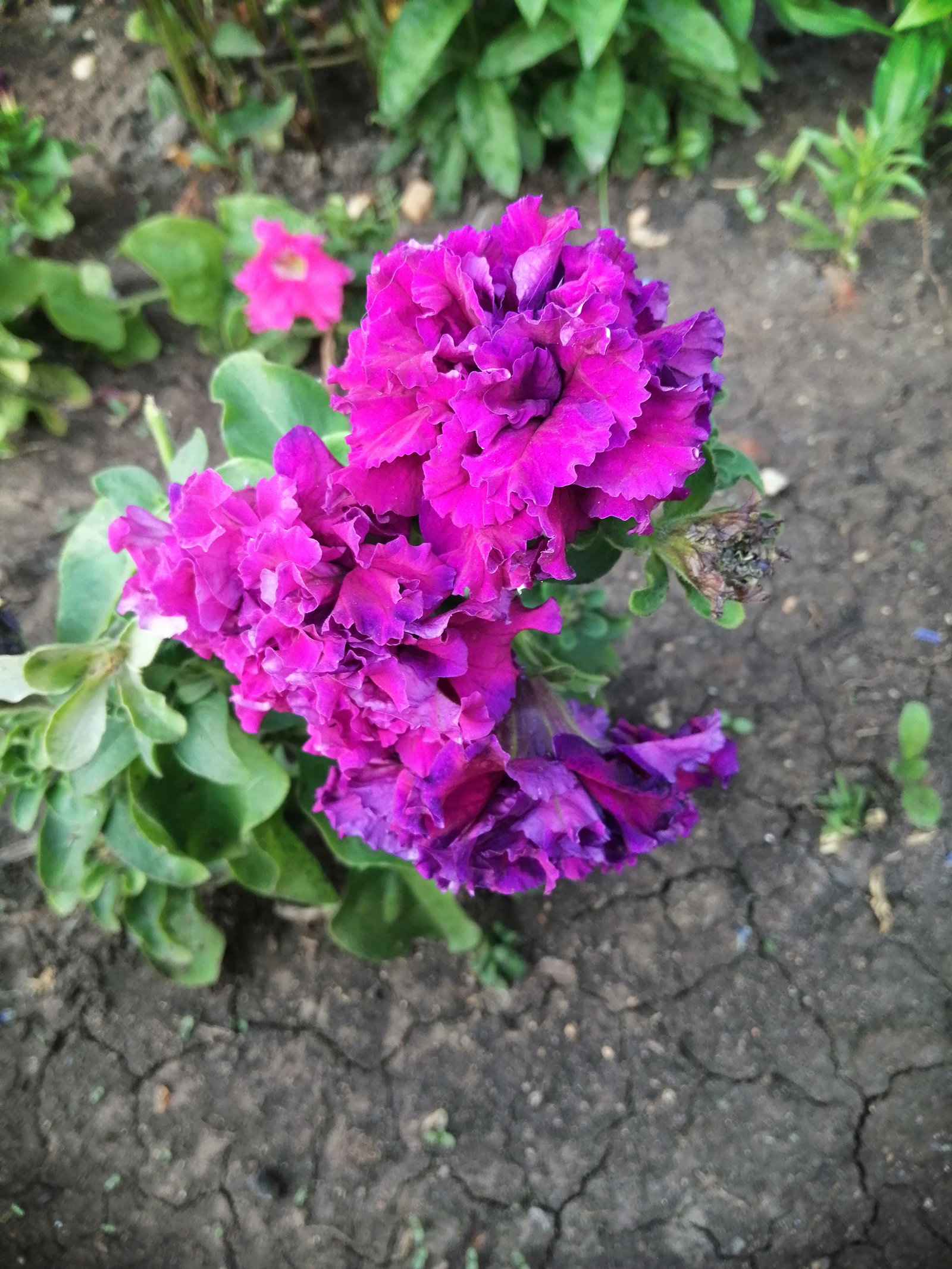 И снова рассвет! И снова здравствуйте! Впереди выходные денечки. Они ...