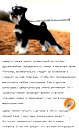 🖼