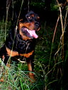 🖼