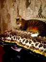 🖼