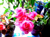 🖼