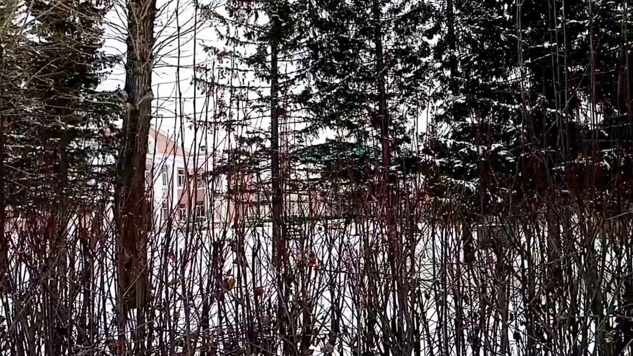 Царство Берендея, деда Мороза или 12 месяцев? — Спрашивалка