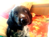 🖼