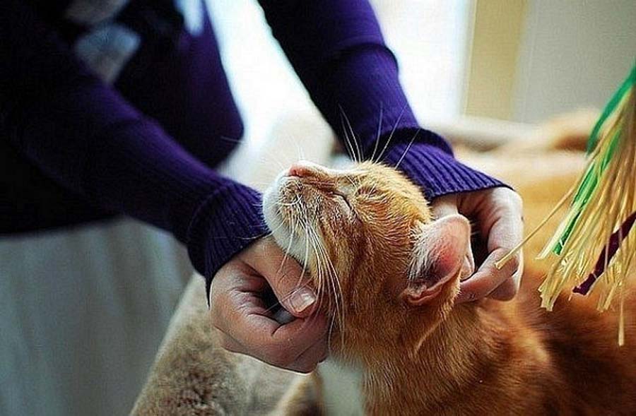 Гладят Кота Картинки