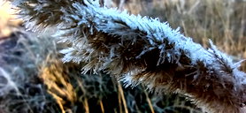 🖼