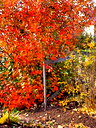 🖼