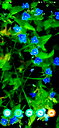 🖼
