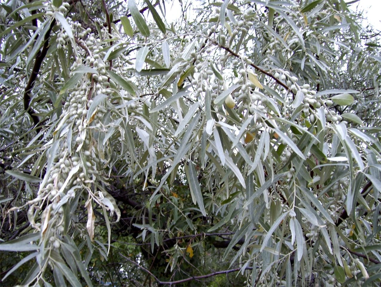Серебряные кусты дикой маслины окруженные. Лох серебристый (Elaeagnus argentea). Лох серебристый Дикая маслина. Ива лохолистная angustifolia. Лох маслина серебристый.